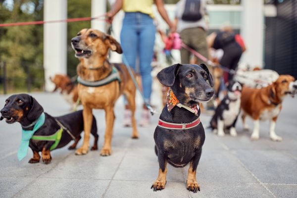 Ann Arbor Pets