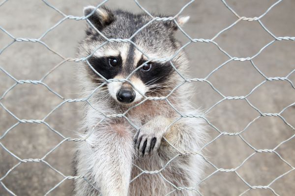 Ann Arbor Wildlife Removal