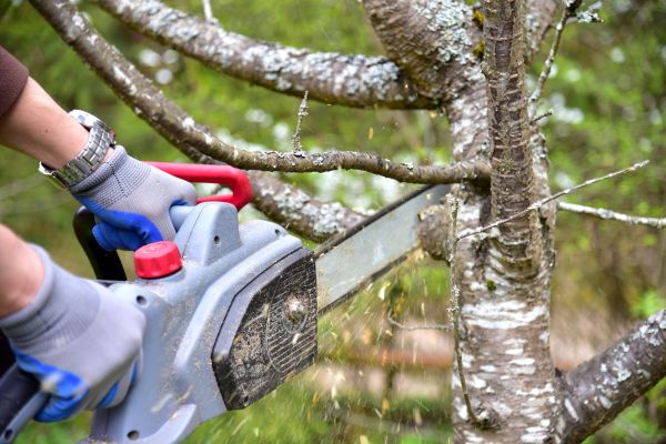 Ann Arbor Tree Trimming