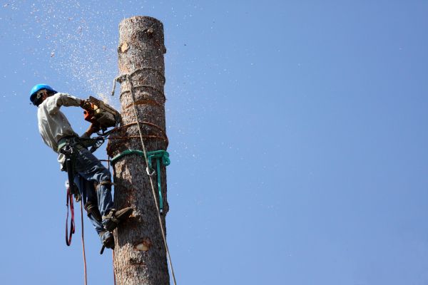 Ann Arbor Tree Removal